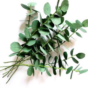 Branche de feuillage d’eucalyptus en papier népalais vert