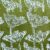 012 - fleurs anis blanches fond vert